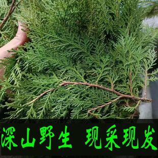 现摘野生侧柏叶扁柏树松柏叶养发护发泡酒柏树枝烟熏腊肉材料-阿里巴巴
