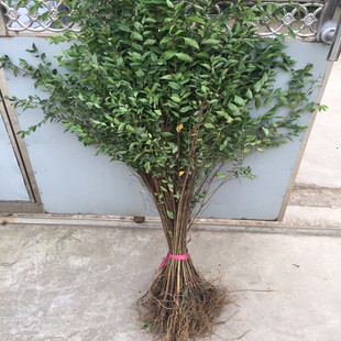 �ܘ�С�����X������ܘ�ͥԺ��·�G���h�������ľֲ����������