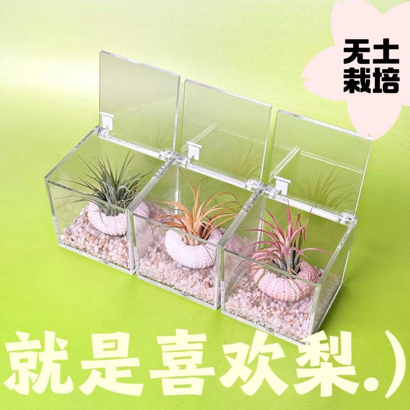 エアパイナップルウニの殻パッケージ怠惰な無土壌植物屋内デスクトップオフィス新しいクリエイティブミニグリーン植物|undefined