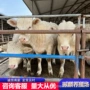 哪个改良养殖肉牛犊