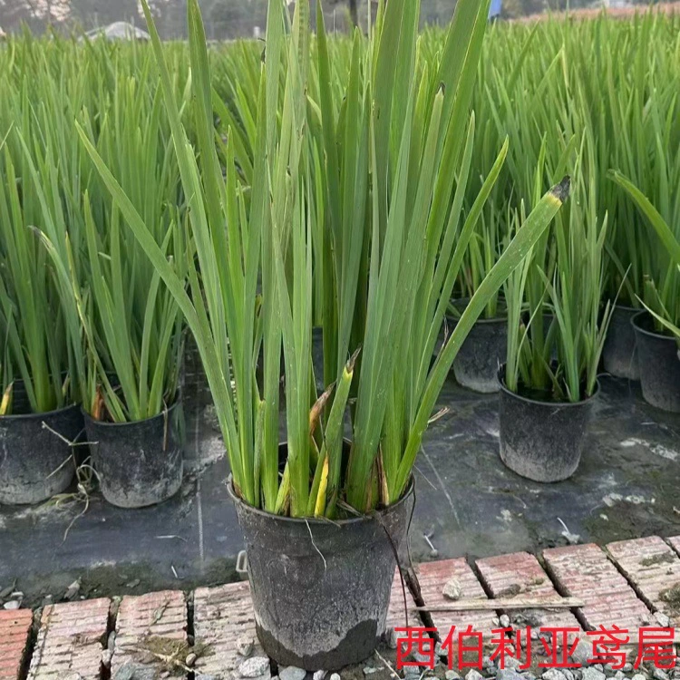 Сибирский ирис один галлон Сибирский ирис два галлона ирис водное растение большой чашечный ирис