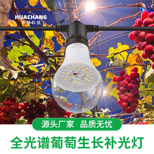 Full Spectrum 15W Grape Growth Lamp to Promote Growth and Improve Yield and Quality Huachang Factory Wholesale Plant Bulbs