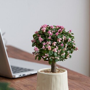 �_���Ϙ��Gֲ�[����֦���~������Ƕ���ֲ�ﻨ�_���F�����҃Ȼ���