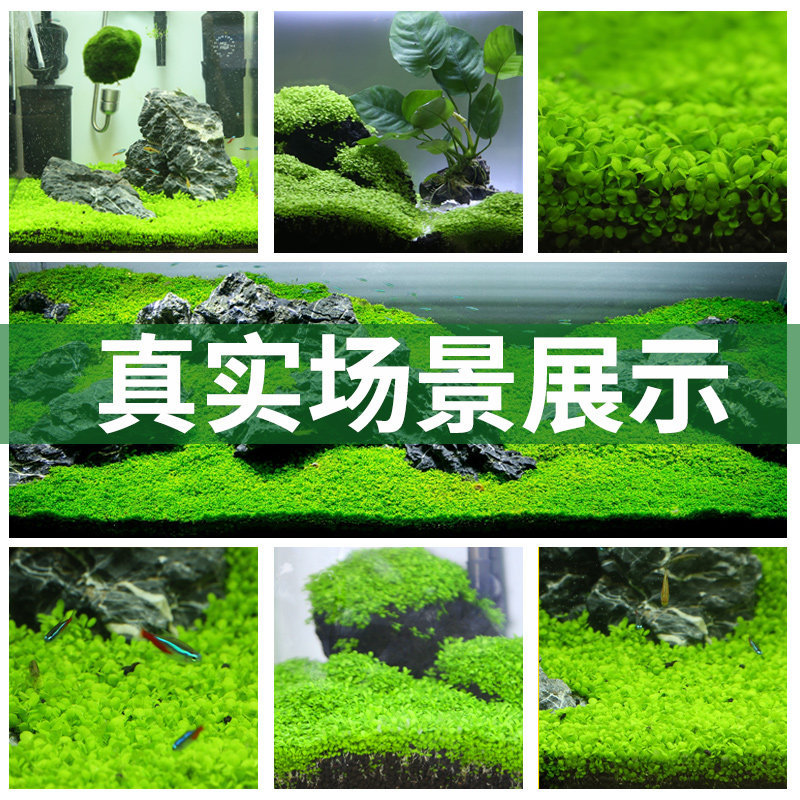 水草鱼缸专用爬地矮珍珠种子草籽鱼缸造景懒人养鱼净化水质牛毛草