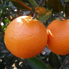 ʯ�Tɳ�ǽۘ�����������ϱ����Nֲ�٘���̽۹������޽�ɰ����