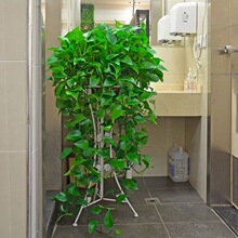 大盆绿萝长藤悬挂绿植办公室内大叶绿箩水培花卉好养牵藤长条植物