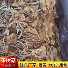 古田土特产开伞茶树菇南北农产品干货  厂家批发散装新货茶薪菇