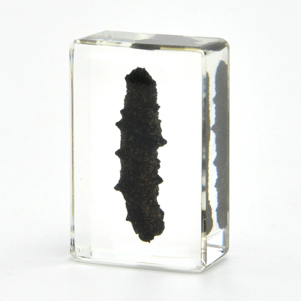 4.5CM small sea cucumber