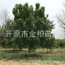 圃地五角枫批发示范区庭院造园树丛生五角枫5-10分枝元宝枫大树