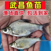 武昌鱼鱼苗淡水养殖食用扁鱼鳊鱼活鱼小鱼苗观赏鱼冷水鱼武昌鱼苗