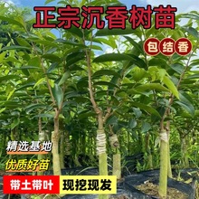 奇楠沉香树苗珍贵药材海南沉香苗名贵苗木庭院绿化盆栽原生苗