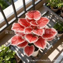 ���R�d���滨�Gֲ�G�}���~�����~ֲ�����������҃��b٘�