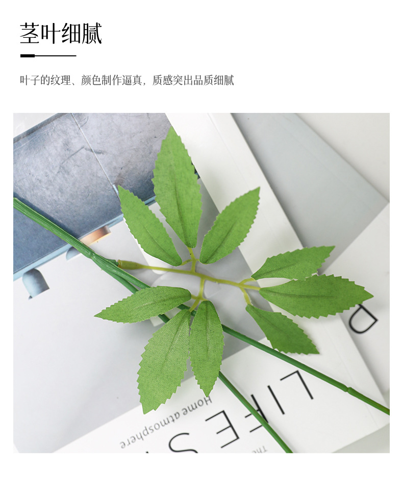 2头茴香葱球蒲公英_11.jpg