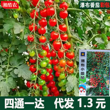 �ٲ�С���ѷN�ӷN���}Ů���������t���N���ļ������߲˷N�ӷ��ѷN