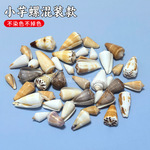 小芋螺混装款  鱼缸微景观造景漂流瓶配件地中海装饰材料按斤批发