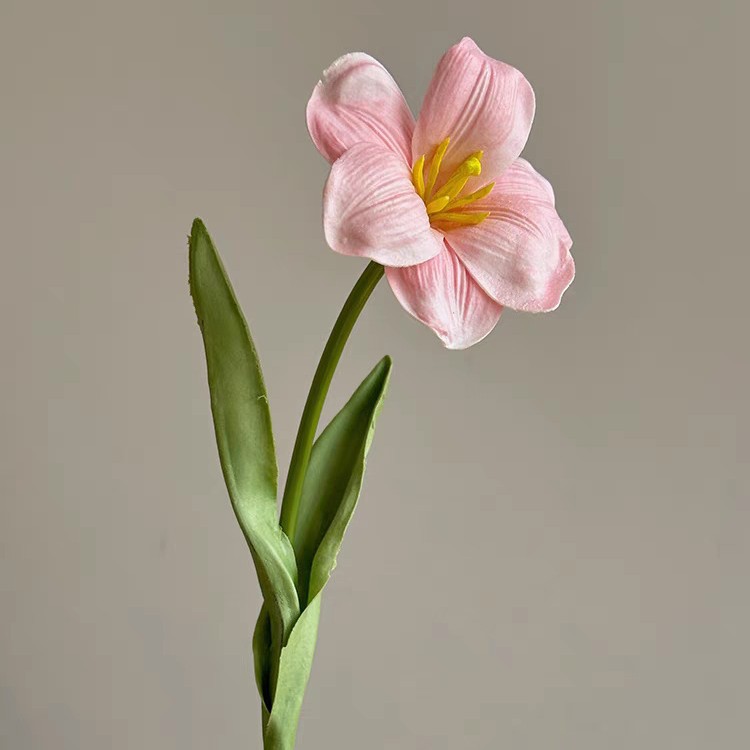 Tulipán de brownie rosa claro