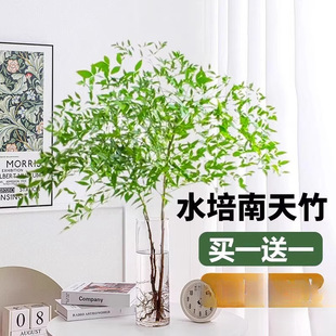 ����������ˮ��ֲ���҃ȿ͏d�Gֲ�k���������r��֦���ܻ���������