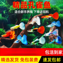 ��ȸ�~���N�Pβ�^�p�~С�͟Ꭷ�~����ˮ���B���~С�~̥���~��