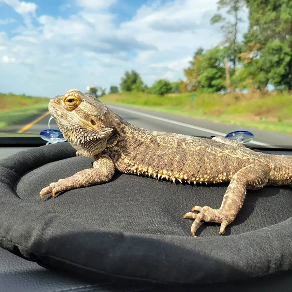 Трансграничная новая ящерица хомяк кролик хомяк автомобиль присоска спящая кровать рептилии спальный коврик для домашних животных гамак