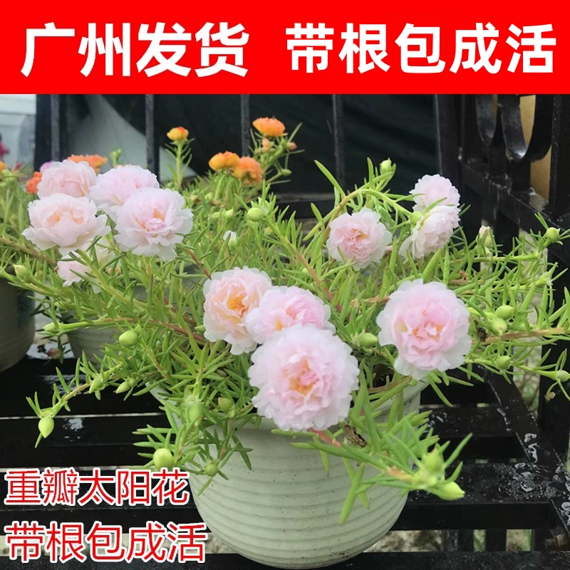 Саженцы подсолнечника посажены в любое время года, цветут летом и осенью, с корнями и бутонами, термостойкие садовые растения, цветы в горшках, двойные лепестки.