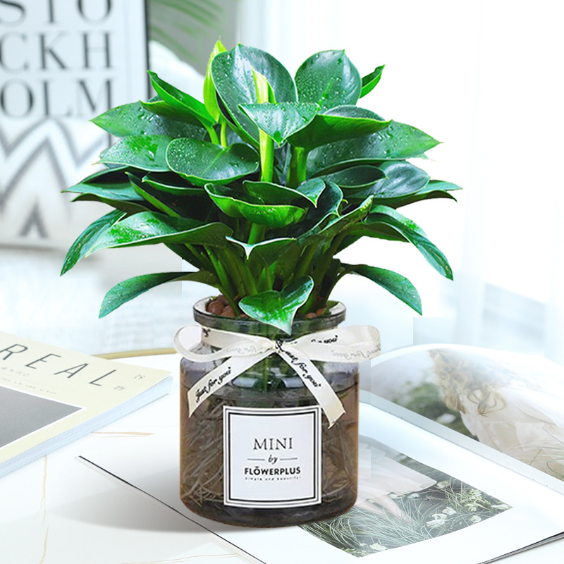 [인터넷 연예인 수경재배 모델] 약 25cm 금다이아몬드 3개 + 회색 입이 넓은 병 + 영양액