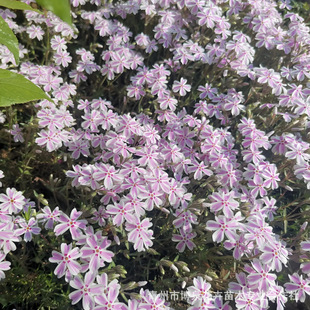 Clustered Phlox Seedlings Wholesale Flower Landscape Engineering Seedlings Perennial Cold-Resistant Florals Cherry Blossoms