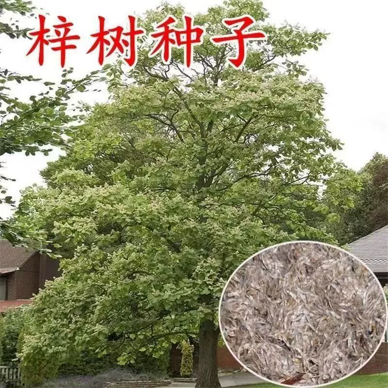 Семена Platanus orientalis, семена ясени, семена водного вяза, семена речного вяза, семена золотого дерева, семена сладкой акации, семена Platanus orientalis, семена белокорого дерева, семена обочинных деревьев.