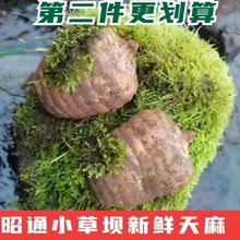 ��ͨС�݉η�Ұ���Nֲ�r����������Ȼ���L������500g�F�ڬF�l,