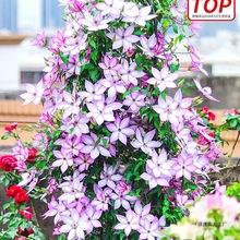 Fɏ玧аֲͥԺͺGֲļ_