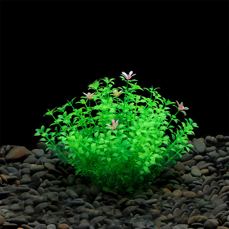 Lysibachia Verde