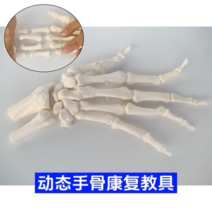 Adult hand joint function model dynamic retractable hand joint model anatomy palm wrist bone flexible movable Kang