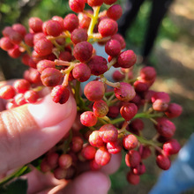 ���ػ��������l ��t�ۻ����������Ե��� ʳ�üt������