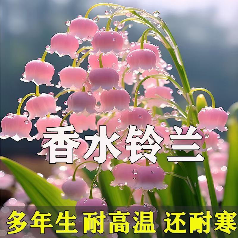 Plantas de orquídea con brotes de flores perennes de fragancia fuerte resistentes al frío en maceta en cuatro estaciones
