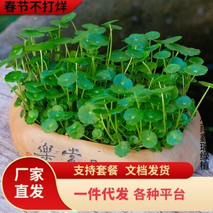 һ�����l�~�X���҃����Ի��ܾGֲ�ײ��辰���X�ݵ��m�����՚�ˮ��