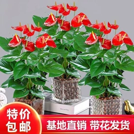 猫猫零食;狗狗罐头零食;盆栽