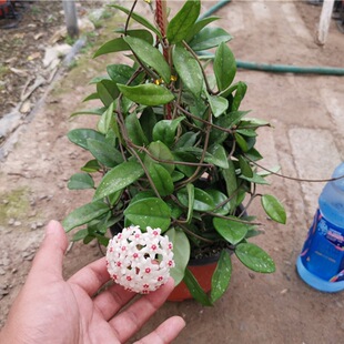 ���m�����Դ���Gֲ���m���B����ֲ���ļ��_�����G�҃��f���h����