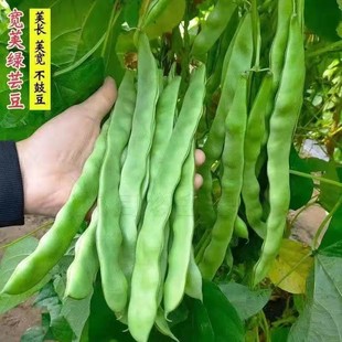 �����ļ����N������߮a��ܿ���ⶹ�ǷN�ļ��o������r�߲˷N��
