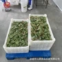 香酥油炸油炸机桑叶上浆机