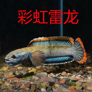South Asian Arowana, Cold-Water Fish, Colorful Fish, Freshwater Live Rainbow Arowana, Tropical Arowana Ornamental Fish, Yang Gong