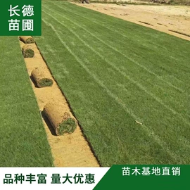 乔木;灌木;草坪