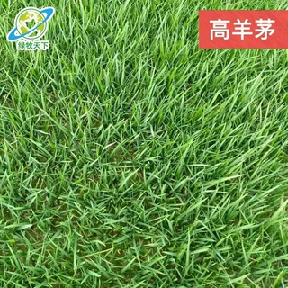 高羊茅种籽 四川厂家批发牧草坪皮高紫羊茅 矮生混播绿化四季常青