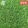 四川矮生绿化草坪紫羊茅