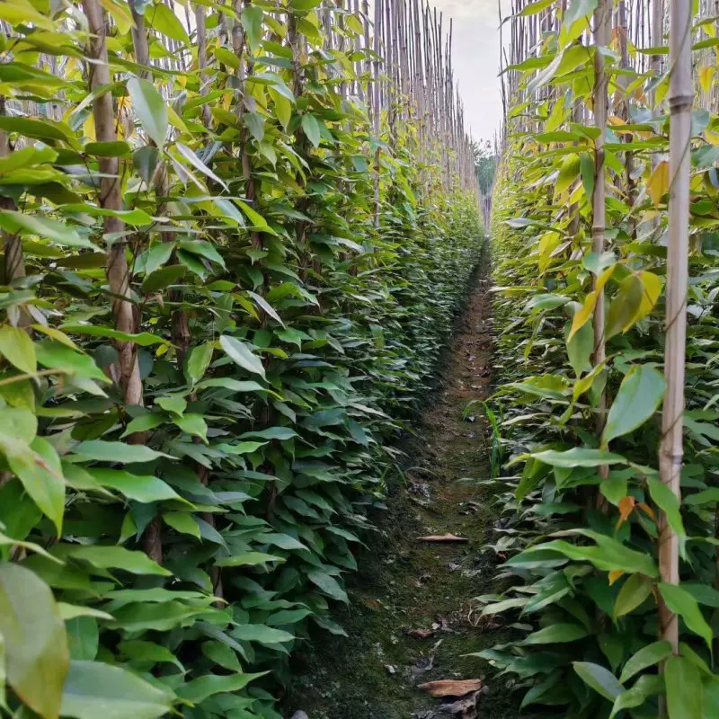 苗圃批发 油麻藤 基地产地优惠价格 爬藤类 庭院 矿场藤蔓植物