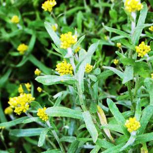 Newly Harvested Rat Grass Seeds, Qingming Fruit Seedlings, Yellow Flower Mugwort Qingming Vegetables