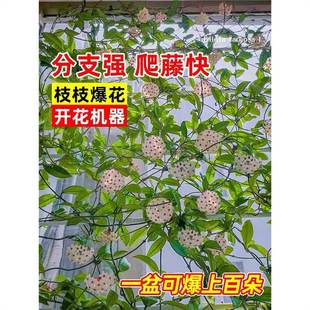 ���m�����Դ��紹����m���������҃����پGֲ����m����͏d�_��
