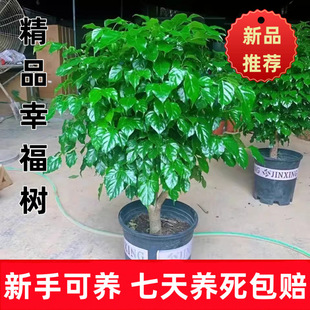 �Ҹ���͏d�����҃�����ȩ�����՚��þGֲ�k�����ļ�����ƽ����