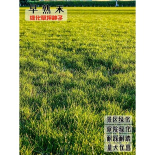 ��ƺ�N�Ӳ���������ļ�������������X���o�²�Ƥ�ͺ��G���ݷN��