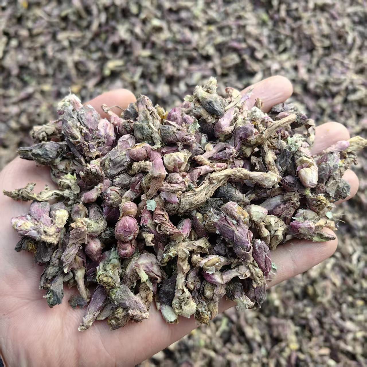 Dried Tussilago Flower Bud Kuan Dong Hua Tussilago farfara Traditional Chinese Herb 500g Sulfur-Free quality and texture