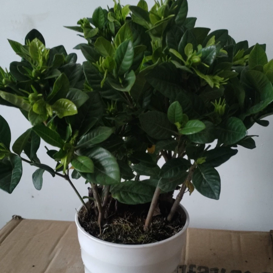 [Гардения] Цветочные растения в горшках с бутонами, зеленые растения для внутреннего и наружного балкона, сильный аромат, легко поддерживать и украшать круглый год.