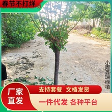 һlӘ玧޽ӼtڲϱNֲͥԺ